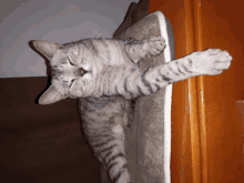 a cat laying on its back on a carpet with its eyes closed