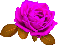 a close up of a purple rose with brown leaves on a white background