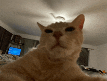 a cat is looking at the camera in front of a computer monitor