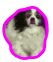 a black and white dog with a pink border around it