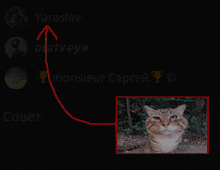 a picture of a cat with the name yaroslav on the top left