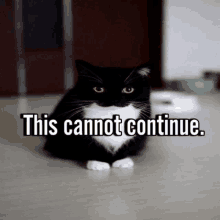 a black and white cat sitting on the floor with the words this cannot continue