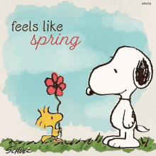 a cartoon of snoopy and woodstock with the words feels like spring written above them