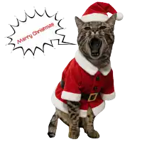 a cat is wearing a santa suit and yawning