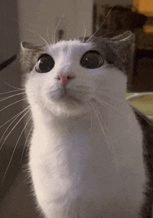 a close up of a cat 's face with blue eyes