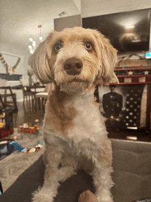 a small brown and white dog sitting on a person 's lap in front of an american flag