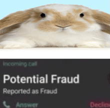 a picture of a rabbit with potential fraud reported as fraud below it