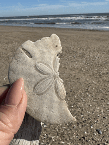 a person holding a sand dollar on a beach with the ocean in the background