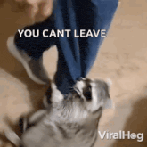 a video of a dog being kicked by a person with the caption you cant leave