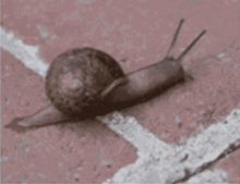a snail is crawling along a white line on a concrete surface