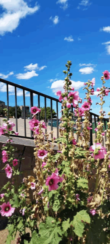 a bunch of pink flowers growing in front of a railing