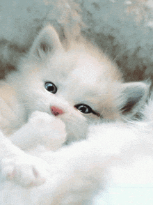 a white kitten with blue eyes is laying down and licking its paw