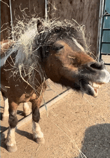 a horse with a bunch of hay in its mane