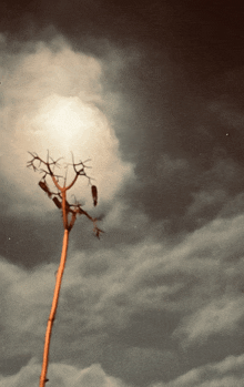 a tree without leaves against a cloudy sky with the sun shining through the clouds