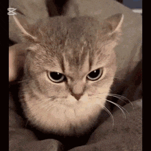 a close up of a cat looking at the camera with a x on the bottom right