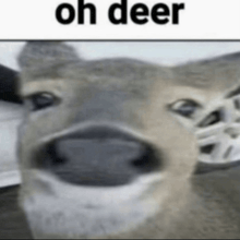 a close up of a deer with the words oh deer written above it