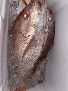 two fish are laying on ice in a white container