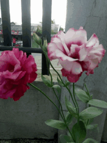 two pink and white flowers against a fence with a pizza hut in the background