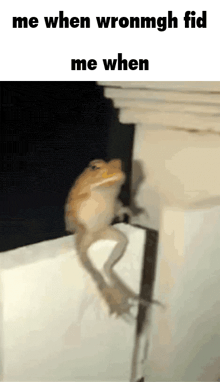 a lizard is sitting on a wall with the words me when wronmgh fid me when