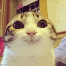 a close up of a cat 's face with a surprised look on it 's face .