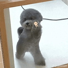 a small gray dog is standing in front of a mirror and giving a thumbs up .