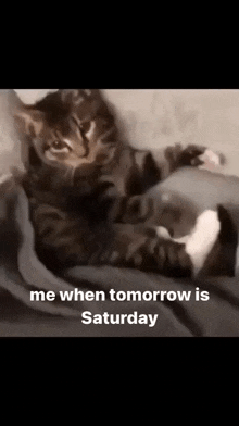 a cat is laying on a bed with the words me when tomorrow is saturday below it