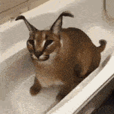 a close up of a cat in a bathtub looking at the camera