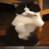 a black and white cat is standing on its hind legs and holding a mouse in its paws .