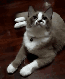 a brown and white cat is laying on a wooden floor and looking at the camera .
