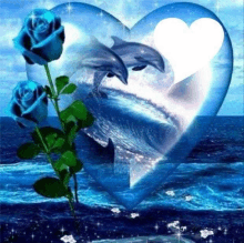 two dolphins are swimming in the ocean with roses in front of a heart shaped frame .