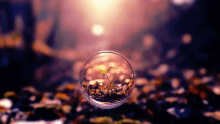 a small plant is growing in a clear bubble