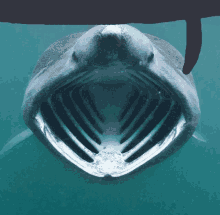 a close up of a shark 's mouth with its mouth open