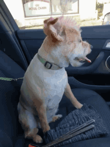 a dog with a mohawk is sitting in the back seat of a car with a royal canin store in the background