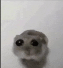 a close up of a hamster 's face with big black eyes .