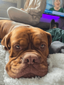 a brown dog laying on a blanket with a person sitting behind it