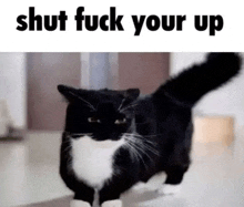 a black and white cat is standing on a table with the words `` shut fuck your up '' .