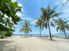 a beach with palm trees and a pier in the distance