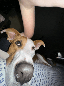 a brown and white dog laying on a bed with a blue and white blanket