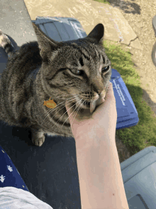 a person petting a cat with a tag that says ' amanda '