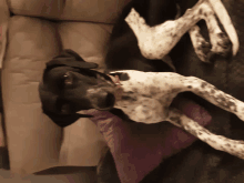 a black and white dog is laying on a purple pillow