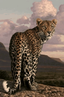 a leopard stands on a rocky hillside looking at the camera