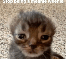 a kitten is sitting on the floor and looking at the camera .