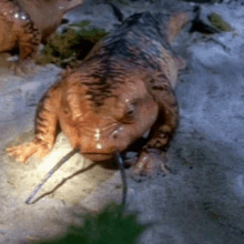 a close up of a lizard with a long tongue sticking out of it 's mouth .