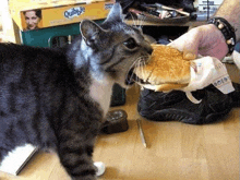 a cat is eating a hamburger next to a box of quibble .