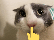 a close up of a cat with a yellow finger pointing at its nose