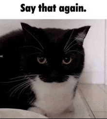 a black and white cat with a caption that says " say that again "