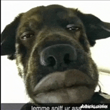 a close up of a dog 's face with a very funny face .