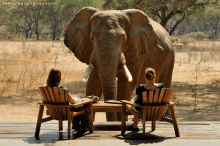 two women sit at a table with an elephant in the background and a photo by marcel van oosten is squiver.com