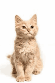 a small orange kitten is sitting on a white background and looking up .