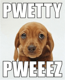 a picture of a puppy with the words pwetty pweeez on it